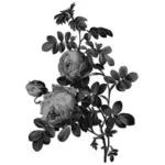Blossoming roses in gray