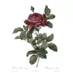 Illustration de rétro rose