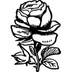 Růže ilustrace
