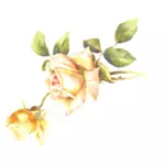 Gul rose blomst