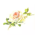 Immagine di rosa pallido dell'annata