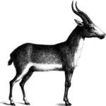 Antelope vector image