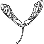 Samara plant vector image