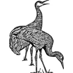 Sandhill crane image