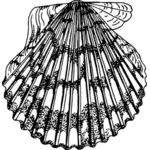 Hlubinných hřebenatka shell vektorový obrázek