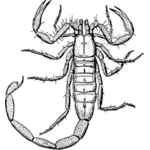 Scorpion ritning