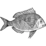 SCUP Fisch