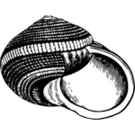 Old black and white shell