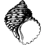 Shell silhouette image