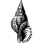Seashell fosil