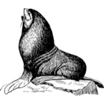 Seal illustration