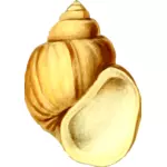 Yellow shell drawing