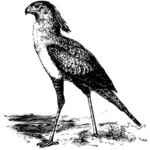 Ilustración blanco y negro de un pájaro Secretario