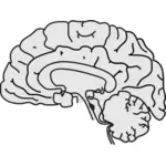 Vektor-Bild grau menschlichen Gehirns mit dünnen schwarzen Linie