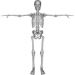 Obrázek kostry