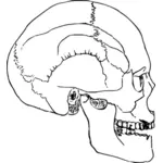 Croquis de crâne humain