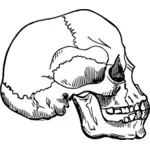 旧人类的头颅骨