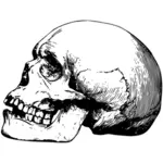 Беззубые старый череп