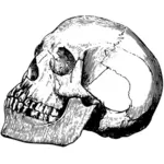 Vecchio cranio
