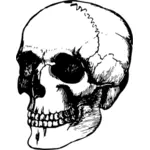 Old skull drawing