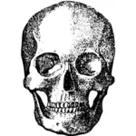 Retro skull image