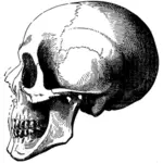 Kafatası profili