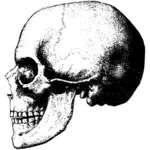 Stary profil czaszki