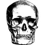 Simple skull sketch
