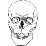 Ilustração do crânio humano