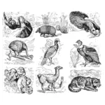 South American animals