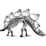 Stegosaurus कंकाल