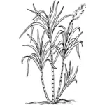 Sugar cane plant vector drawing