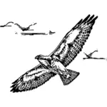 Swainsion hawk in flight