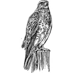 Francolinus hawk peached