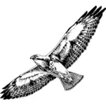 Swainson's hawk image