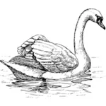 Swan image