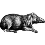 Tapir vector tekening