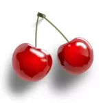 Cherries vector graphics download