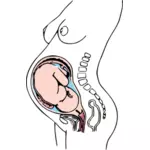Anatomie der Schwangerschaft