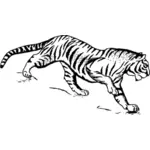 Tiger running