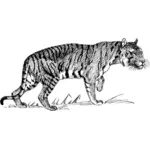 Tigre qui marche