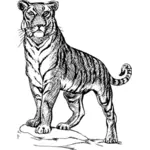 Tiger-Abbildung
