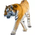 Tiger vektorové ilustrace