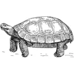 Clip art of large old turtle in black and white