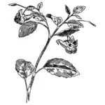 敏感な植物のベクトル描画