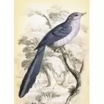 Oiseau de longue queue sur une image de vecteur de branche arbre