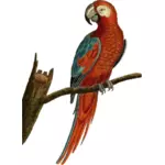 Immagine di vettore del pappagallo