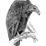 Image de vautour