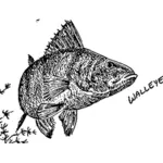 Walleye image