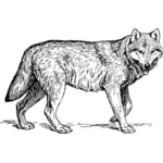 Wolf-Skizze